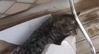 Araç çarpması sonucu bacakları kırılan kedi, hissettiği acı nedeniyle karton kutuyu ısırdı