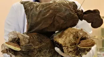 Ölümsüzlük mantarı nedir? Kilosu ne kadara satılıyor? Ölümsüzlük mantarı nerede üretiliyor? Ne demek?