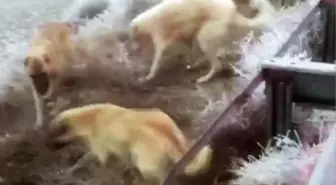 Sağlık çalışanları 30 köpeği besledi