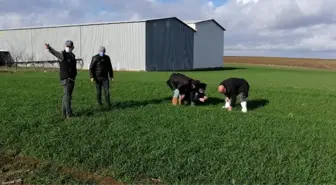 Tekirdağ'da ekili alanlarda kesik sineği zararı
