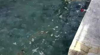 Karadeniz'de denizanası istilasına uzman yorumu: 'Korkulacak bir şey yok'