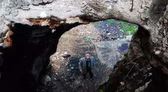 Antalya'da yıllara meydan okuyan 700 yıllık çınar