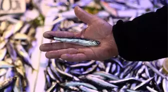 Karadeniz'de hamsi avının kısmen durdurulması balığın fiyatını artırdı