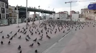 Son dakika haber... Kısıtlamada Bolu'daki sokak hayvanları unutulmadı