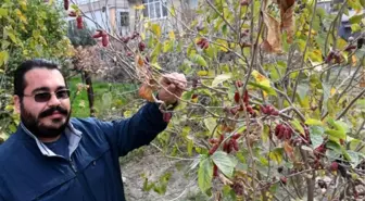 Tarsus'ta 'yalancı bahar'a aldanan dut ağaçları, meyve verdi