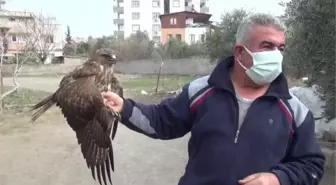 Yol kenarında yaralı bulunan kızıl şahin tedavi altına alındı