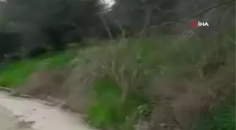 Yolda bir anda karşılarına domuz sürüsü çıktı