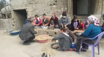 Kadirli'nin kadınlarından 'tohumluk yer fıstığı' mesaisi