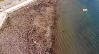 Son dakika haberleri: Sapanca Gölü can çekişiyor