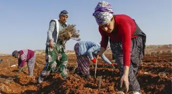 72 dönümü, balının kilosu 300 TL'den satılan lavanta tarlasına çevirdi