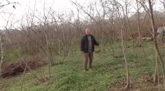 Hava şartları fındık üreticilerini endişelendiriyor