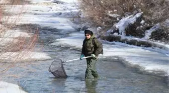 'Kaçak avcılık, kırmızı benekli alabalığın neslini tüketebilir'