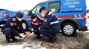 Bitkin düşen şahini jandarma kurtardı