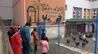 Otizmli öğrenciler için okulun bahçesinde sera ve kümes yaptılar
