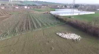 Gurbetten dönüp şehir stresinden uzaklaşmak için kaz çiftliği kurdu