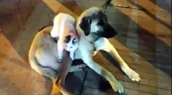 Kedi ile köpeğin yakınlığı ilgi çekiyor