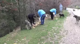 Spil Dağı'ndaki yılkı atları için doğaya yem bırakıldı