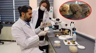 2 bin yıllık tarihi olan 'ölümsüzlük mantarı' Düzce'de üretildi