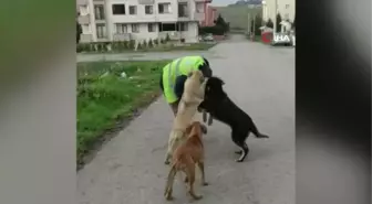 Sokak hayvanları kendileri besleyen belediye ekiplerini heyecanla karşıladı