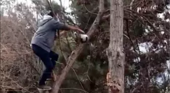 Ağaçta mahsur kalan kedi, vatandaşlar tarafından kurtarıldı