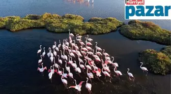 Kızılırmak Deltası'ndan sonra Gediz Deltası da UNESCO Dünya Mirası Listesi'ne girme yolunda... Darısı diğerlerinin başına