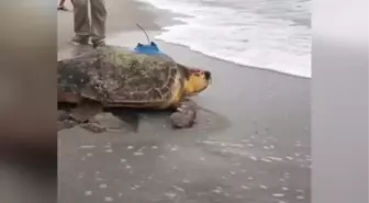 Son dakika! ABD'de tedavisi biten deniz kaplumbağasına uydu alıcı takıldı
