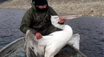 Baraj gölünde ağa takılan pelikan kurtarıldı