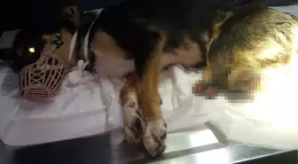 Bunun adı vahşet! Arka 2 bacağı kesilmiş yavru köpek bulundu