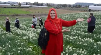 Tarladaki nergisler güzelliğiyle hayran bıraktı