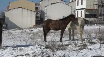 Arnavutköy'de sahipsiz atlar yürekleri burktu