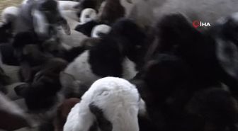 Malatya'da kuzulama dönemi başladı