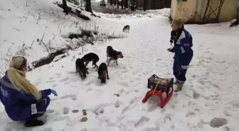 Sokak hayvanları için karda kızaklarla yiyecek taşıdılar