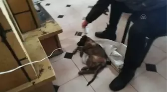 İş adamı donmak üzereyken bulduğu yavru köpeği sahiplendi