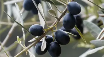 Zeytin yaprağının koronavirüsü parçaladığı bilimsel olarak ortaya kondu