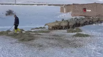 Sivaslı çoban, koyunların su içmesi için donan yalağın buzunu kürekle kırdı