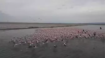 Son dakika haberi! Gala Gölü'nün 'pembe tüylü misafirleri' izleyenleri hayran bırakıyor