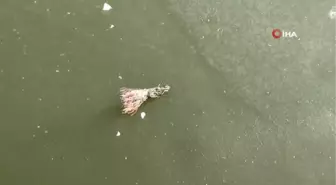 Afyonkarahisar'ın simgesi Akarçay dondu