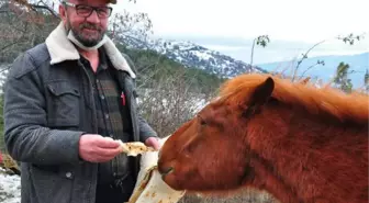 'Çocuğum' dediği yılkı atlarını 10 yıldır elleriyle besliyor