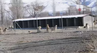 Köpek ameliyatlarına belediye başkanı da giriyor