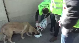 Sokak hayvanları için doğaya yem bırakıldı