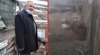 Kümesine giren tilkiye seslenişi sosyal medyada büyük ilgi gören vatandaşın söyledikleri duygulandırdı