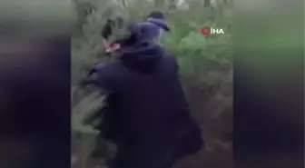 Pendik'te polis çam ağaçlarının altına gizlenmiş bonzai ele geçirdi