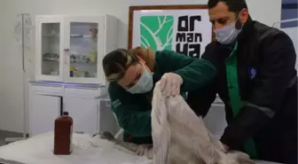 Saçmayla yaralanan kuğu Ormanya'da tedaviye alındı