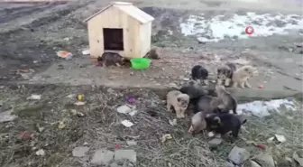 Annesiz kalan 12 yavru köpek koruma altına alındı