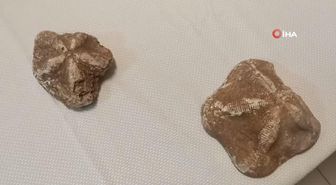 Çanakkale'de 6 milyon değerinde denizyıldızı fosilleri ele geçirildi