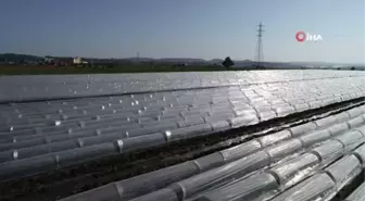 Korona virüsün stresini burada atıyorlar