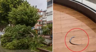 Antalya'da inanılmaz görüntü: Denizdeki balık fırtınanın etkisiyle 60 metre uzaklıktaki evin balkonuna uçtu