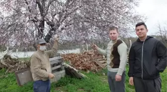 Burhaniye'de erken çiçek açan meyve ağaçları için don tehlikesi