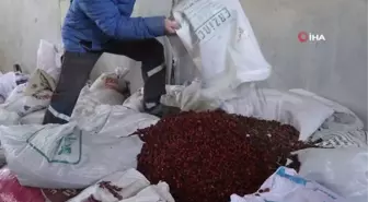 Çöpe atılan veya balıklara yem olan kuşburnu çekirdeği şimdilerde kozmetik sektöründe kullanılmaya başlandı