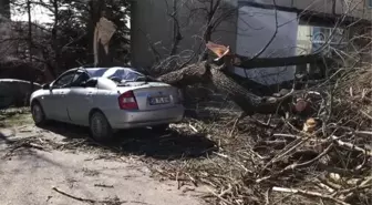 ESKİŞEHİR - Şiddetli rüzgarda park halindeki otomobilin üzerine ağaç devrildi